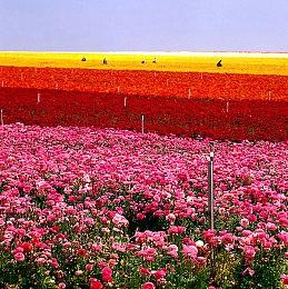 《幽灵行动：断点》将于本周开启免费体验活动